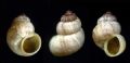 Pomatias&nbsp;elegans